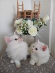 Jättefina Underbart kattungar Brittisk×Ragdoll