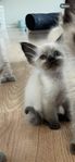 Ragdoll/Brittisk Långhår 
