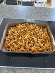 Nyplockade kantareller 2 kilo (100:- per kilo)