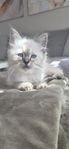 Ragdoll/ Birma kattungar levereras klar 7/8