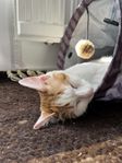 Omplacering Louis, social och sällskaplig katt 8 mån