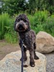 duobledoodle
