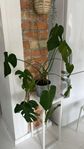 Monstera