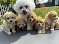 Bichon frisé/Toy pudel (Bichon Poodle) Svenskfödda.