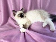 Ragdoll kattunge hona 