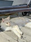 Maine Coon Hona Med Stamtavla (fertil)