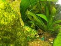 Ramshorn Snails – 10 for 25 SEK