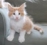 Manne Mandarinhatt - renrasig norsk skogkatt med stamtavla