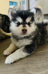 Finsk lapphund valpar