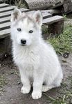 siberian husky valpar till salu