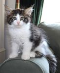 Henny Honungsmynta - renrasig norsk skogkatt med stamtavla