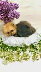 pomeranian  tik 