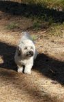 OMPLACERING Bichon havanais tik till pensionär
