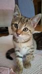 bengal blandad kattungar
