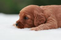 Labradoodle valpar