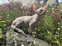 Devon Rex kattunge