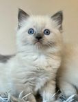 Ragdoll Kattungar 