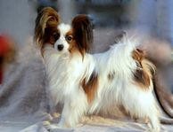 Papillon 