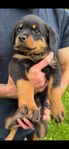 Rottweiler valpar 