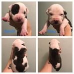 amstaff/cane corso valpar
