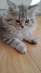 kattunge