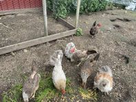 Stor flock med höns, unghöns 