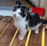 Ragdoll/Brittisk långhår/Huskatt Kattungar