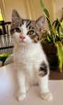 Kattunge