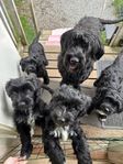 blandras briard / schapendoes tikvalp