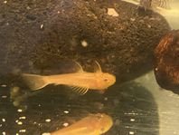 Gul ancistrus 
