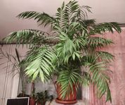 Stor palm i fin kruka