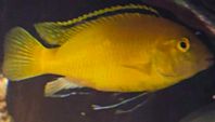 Labidochromis caeruleus - Tre hanar