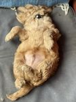 ÖPPETHUS Cavapoo, labradoodle 13/7