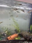 Guppy akvariefiskar 