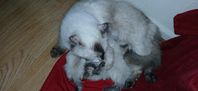 ragdoll 