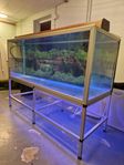 Åleds 540L akvarie 