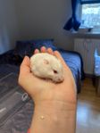 Snäll campbellshane