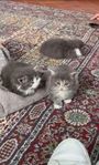 kattungar Bengal&Raggdoll blandras