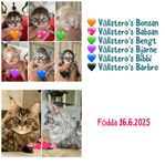 Fodervärd sökes Mainecoon 