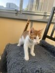 kattunge