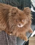 Pomeranian