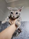 Bengal kattungar