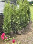 Thuja Brabant 