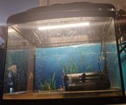 60 liter akvarium