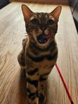 bengal hona 2 år