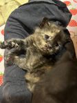 Kattungar leveransklara 29 aug