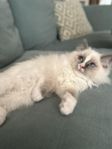 Ragdoll kattunge hona