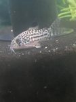 Corydoras Trillineatus