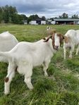 Lant ras-anglonubiska-boer bock