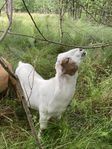 Lant ras-anglonubiska-boer bock